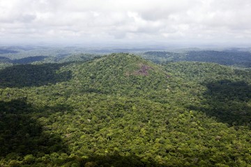 Avec le réchauffement climatique, les forêts tropicales pourraient relâcher du carbone